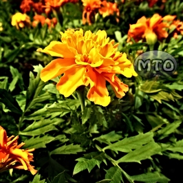 Orange Flower in the Spring